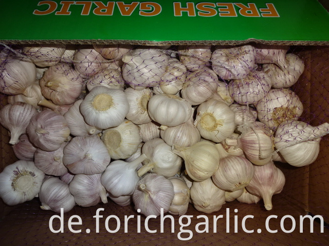 Hybrid Garlic Price